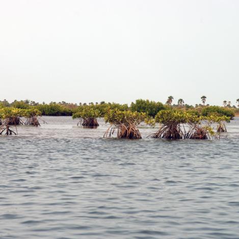 Delta del Siné-Saloum, Senegal