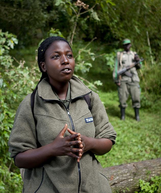 Turismo sostenible. Sostenibilidad. Una guía en expedición de avistamiento de gorilas en el Parque Nacional de los Volcanes, Ruanda