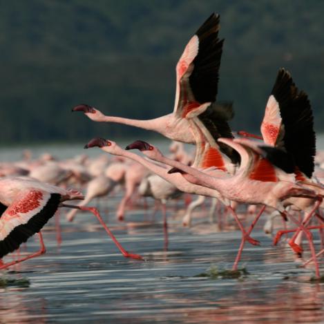 Parque Nacional del Lago Nakuru, Kenia