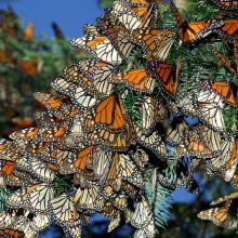 Mariposas monarca, Michoacán, México