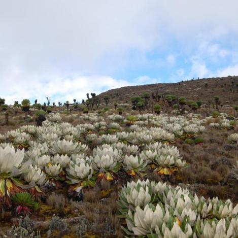 Senderismo en el monte Kenia, Kenia