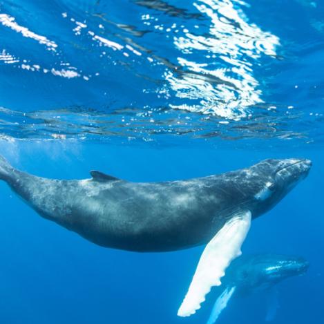 Ballenas en Bayahibe, República Dominicana