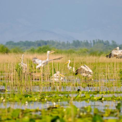 Parque Nacional Lago Skadar, Montenegro