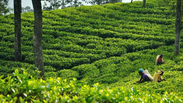 Vistas de las plantaciones de té, cerca de Haputale, Sri Lanka © Nicholas Olesen / Lonely Planet