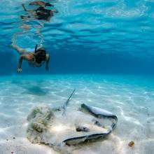 Buceador y raya en Moorea, Polinesia francesa
