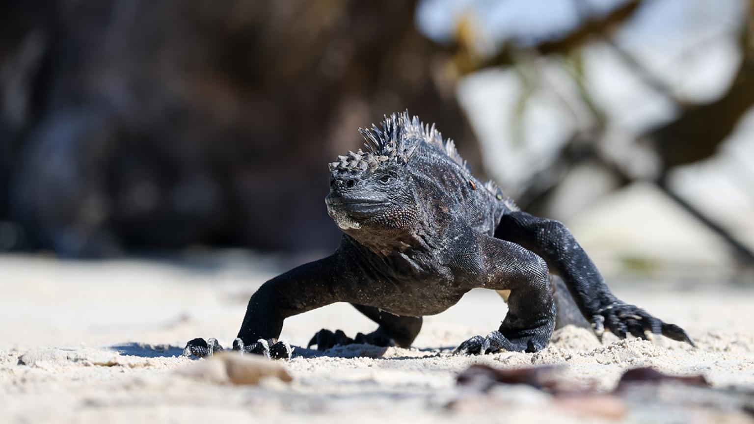 Iguana marina caminando por la playa de Tortuga Bay, con manglares de fondo.