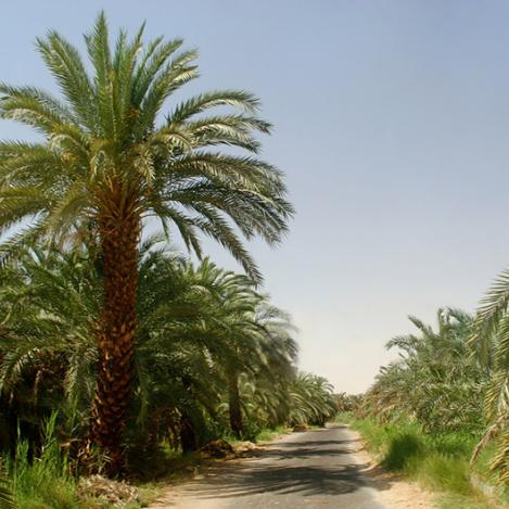 Oasis de Bahariya, Egipto