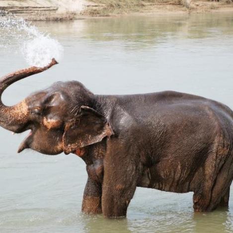 Elefante en el Parque Nacional de Chitwan, Nepal.
