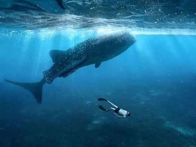 Febrero es una gran época del año para ver tiburones ballena en las Filipinas © Razor527 / Shutterstock