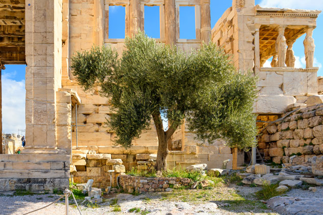 El Olivo Sagrado de Atenas, junto al Erechtheion, cerca del Partenón. © Kirk Fisher/Shutterstock