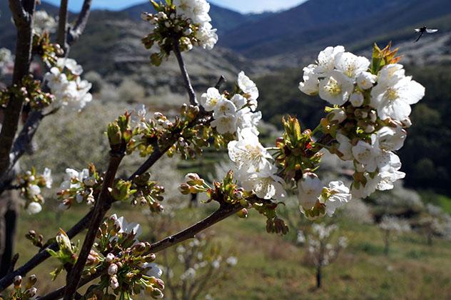 Cerezas del Valle del Jerte, Cáceres, Extremadura: ruta por el oeste de España