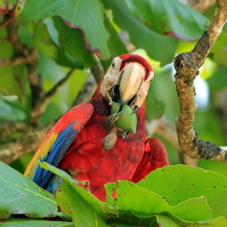Parque Nacional Corcovado, Costa Rica