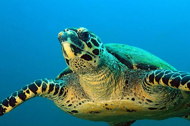 Fauna Panamá: tortuga marina