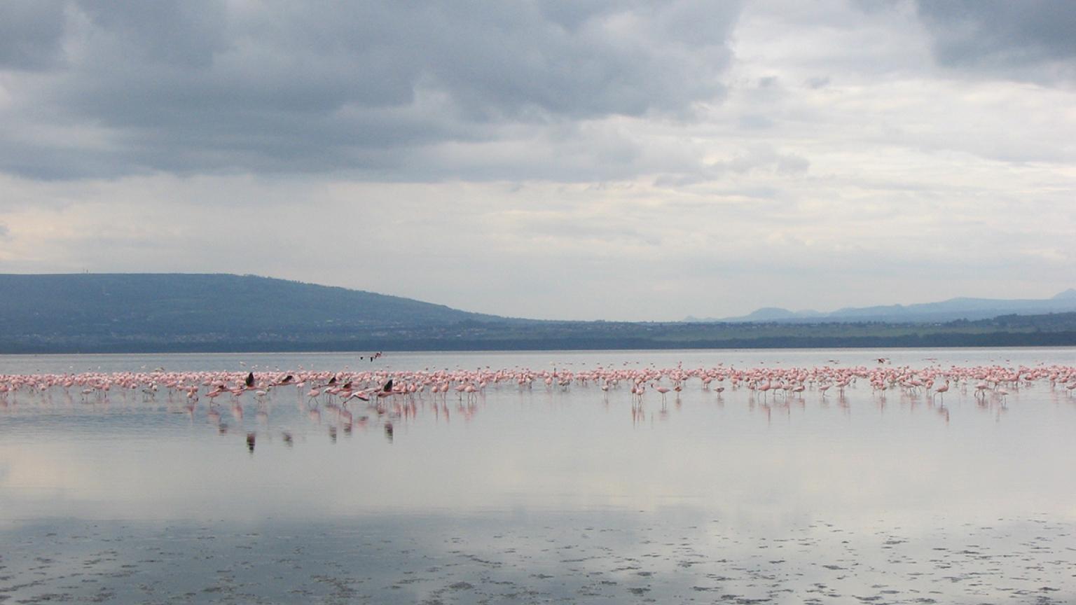 Flamencos en el lago Nakuru, Kenia