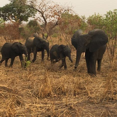 Reserva de Nazinga, Burkina Faso