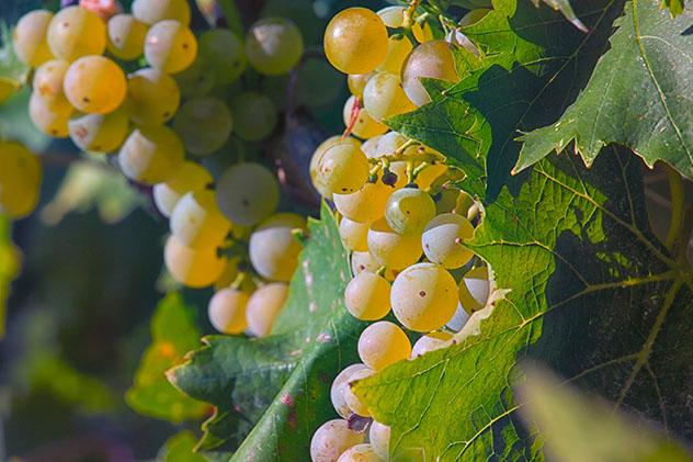 Uvas malvazija istarska en la vid, Istria, Croacia © LidiaLydia / Shutterstock