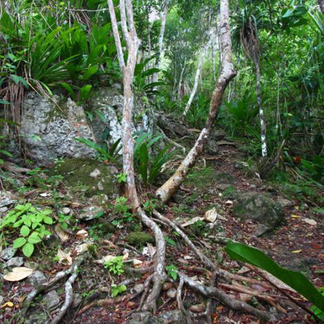 Caminar por el Parque Nacional Islas Vírgenes