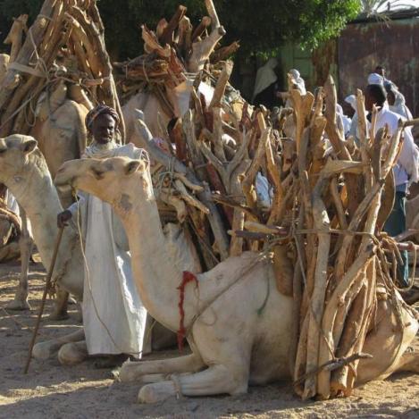 Mercado de camellos de Keren, Eritrea.