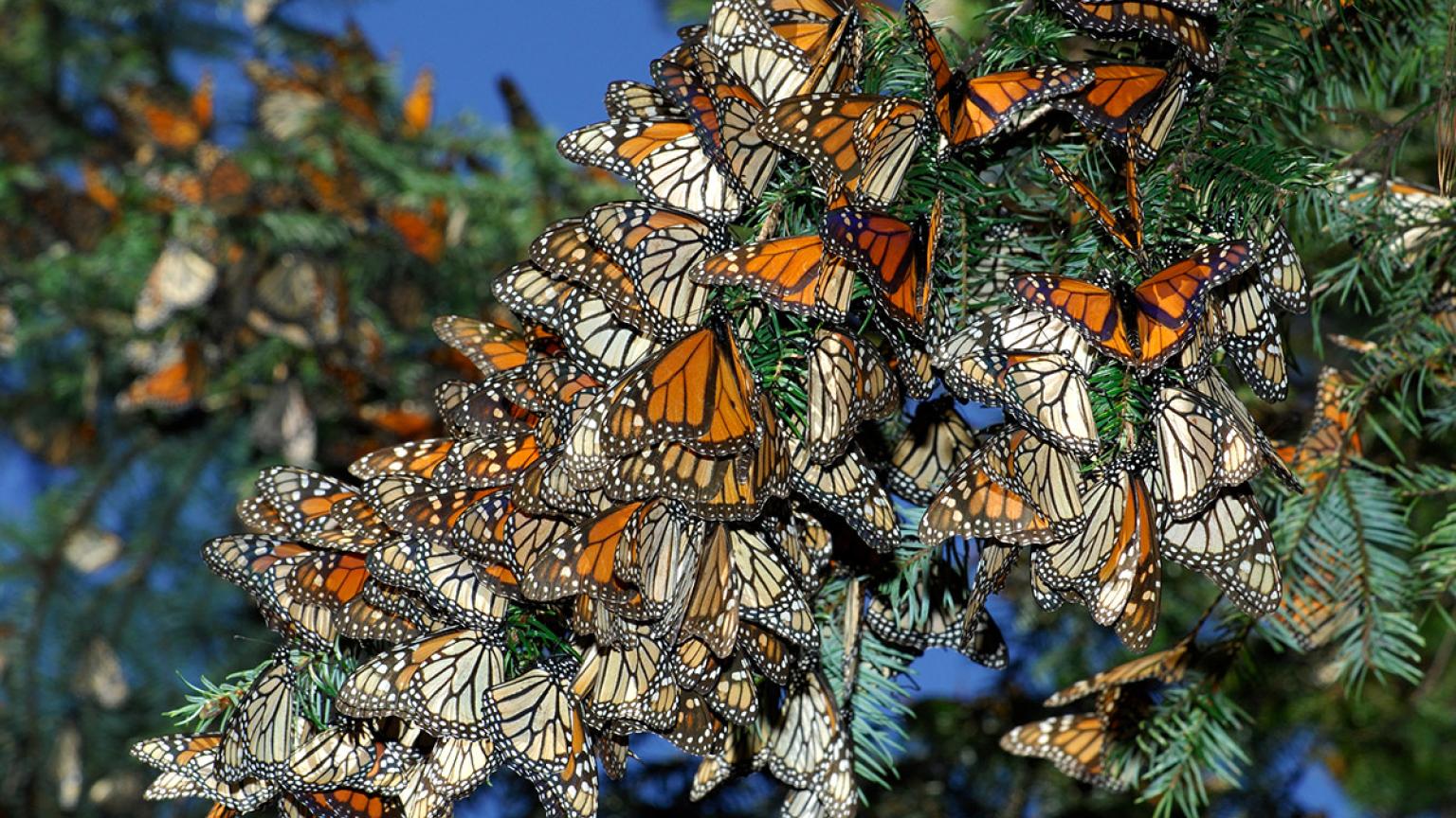 Mariposas monarca, Michoacán, México