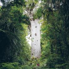 Arbol kauri en Isla Norte, Nueva Zelanda