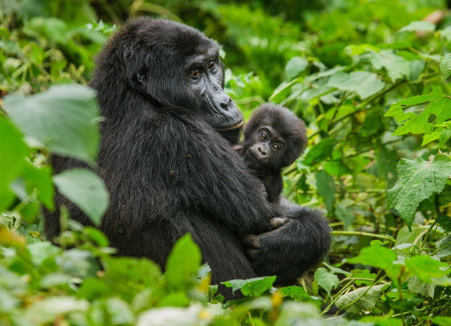 Los gorilas de montaña en el parque nacional de Bwindi. © GUDKOV ANDREY/Shutterstock