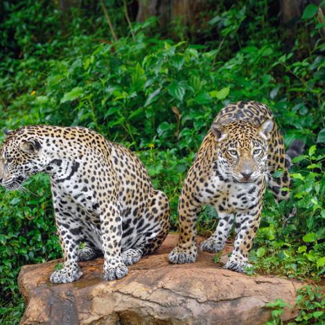 Belize Zoo, Belice