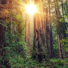 Bosque de secuoyas de la Costa Norte, California, EE UU