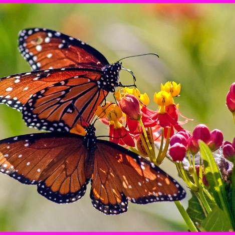 Mariposas monarcas, Mëxico