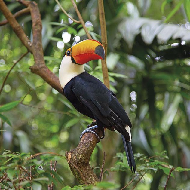 Un tucán salvaje en la Amazonia brasileña. © Fedor Selivanov/Shutterstock