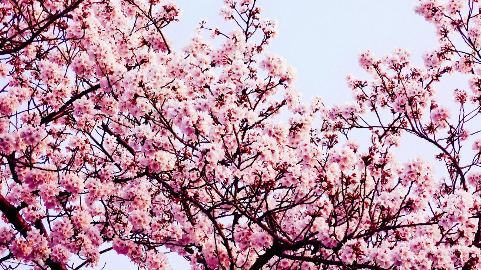 Hanami, Japón