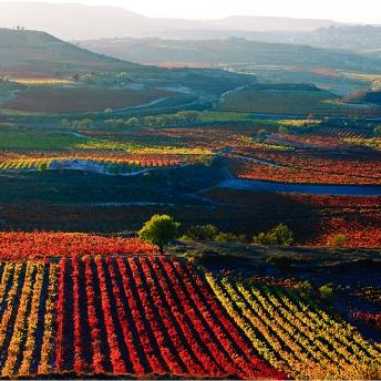 Viñedos de La Rioja, España