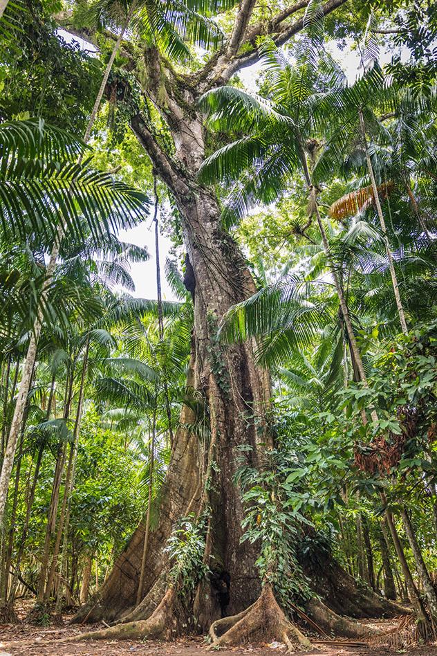 Sumaúmas de la Amazonia brasileña