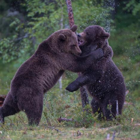 Osos en el este de Finlandia