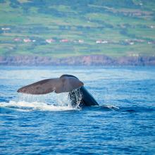 a cola de una gran ballena de esperma (Physeter macrocephalus). Islas Azores.