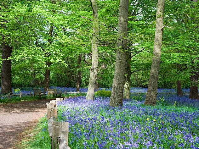 Un paseo entre los jacintos de los bosques de los jardines de Kew, Londres, Inglaterra © PKM1 / Getty Images