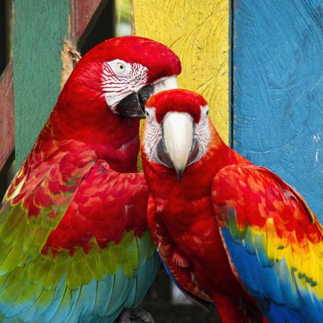 Guacamayos macaos, Bocas del Toro, Panamá