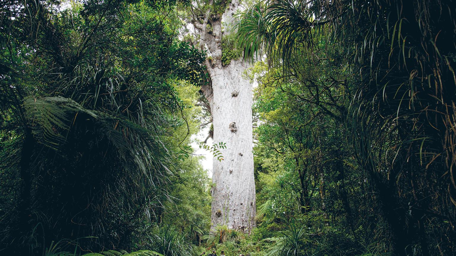 Arbol kauri en Isla Norte, Nueva Zelanda
