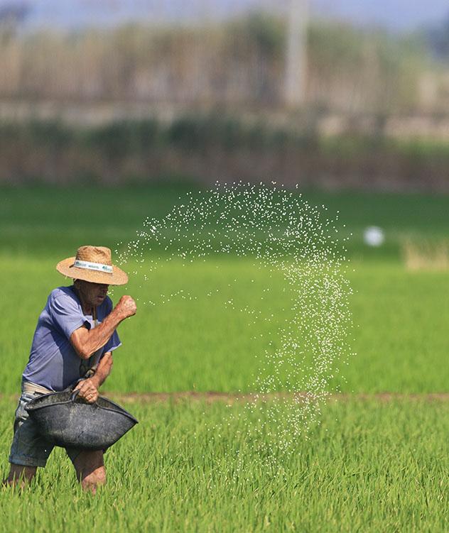 Catalunya meridional: arrozales en Delta de l