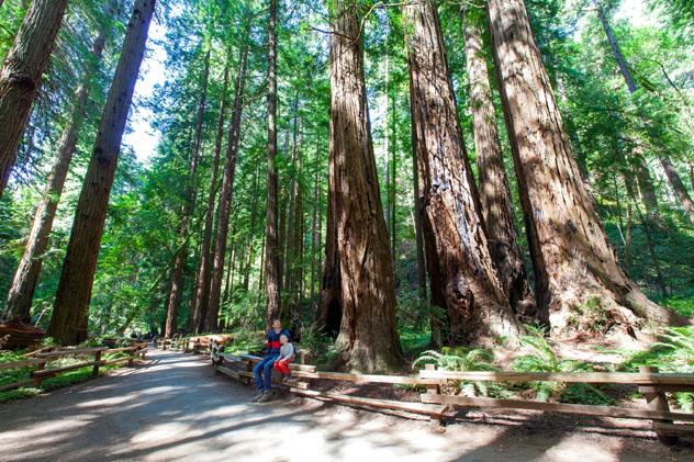 Llevar a los niños a pasear por el bosque puede brindar calma y serenidad a toda la familia; y por la noche se duerme mejor, Costa Norte, California © © Aleksei Potov / Shutterstock
