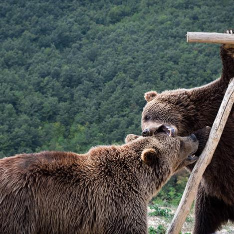 Reserva de osos, cerca de Pristina, Kosovo