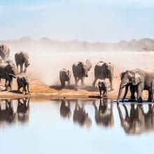 Gran familia de elefantes africanos bebiendo en un agujero de agua en el parque nacional de Etosha. Namibia, África.