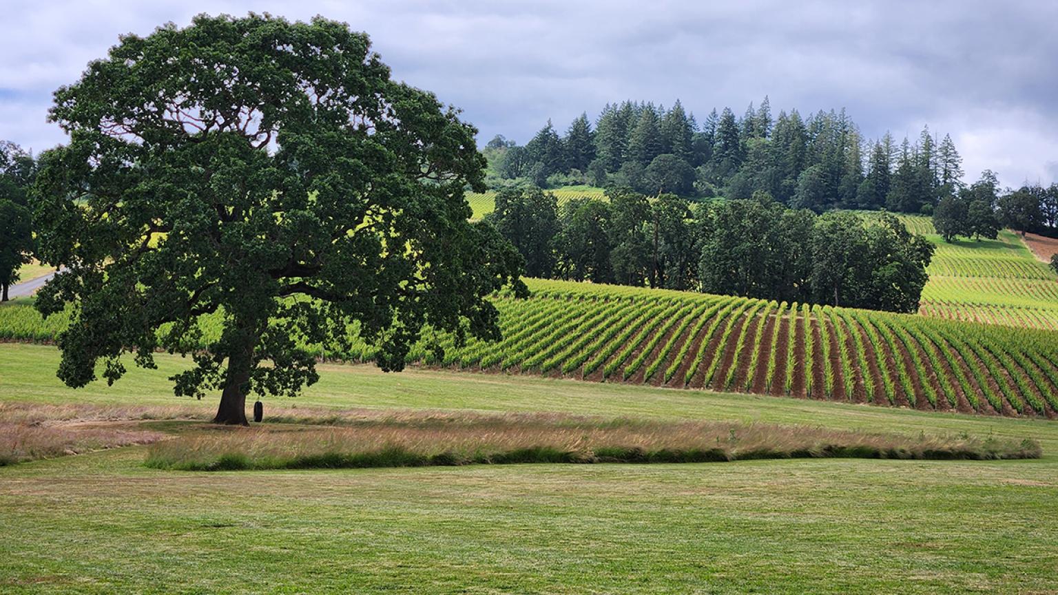 Con vistas a los viñedos de Willamette Valley en un hermoso día soleado en Oregón,