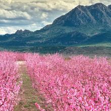 Floración de los melocotoneros, Cieza, Murcia