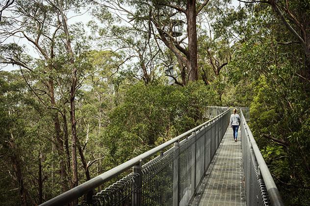 Turismo sostenible: comunidad. Ruta por el dosel arbóreo en Illawarra Fly