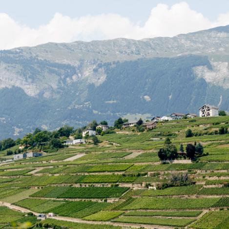 Viñedo de Sion, Suiza