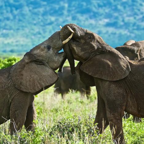 Elefantes en el Parque Nacional de Ruaha, Tanzania