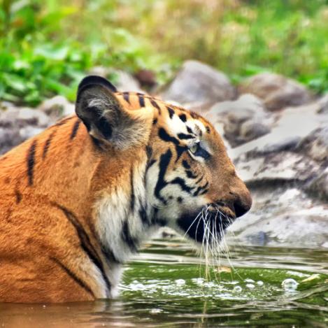 Tigre de Bengala, Parque Nacional Sundarbans, Bangladés