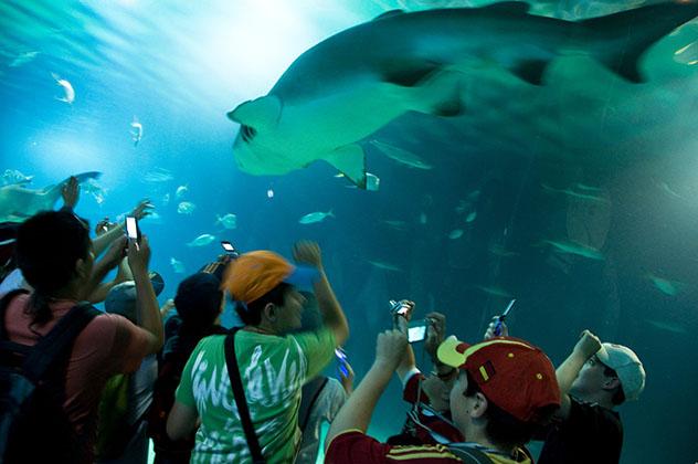 Oceanogràfic, Valencia, España © Krzysztof Dydynski / Lonely Planet 