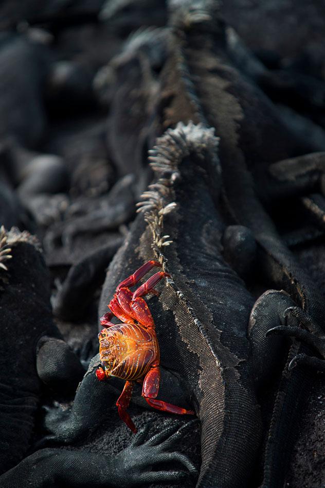 Una zapaya sobre una iguana marina, Islas Galápagos, Ecuador © Philip Lee Harvey / Lonely Planet