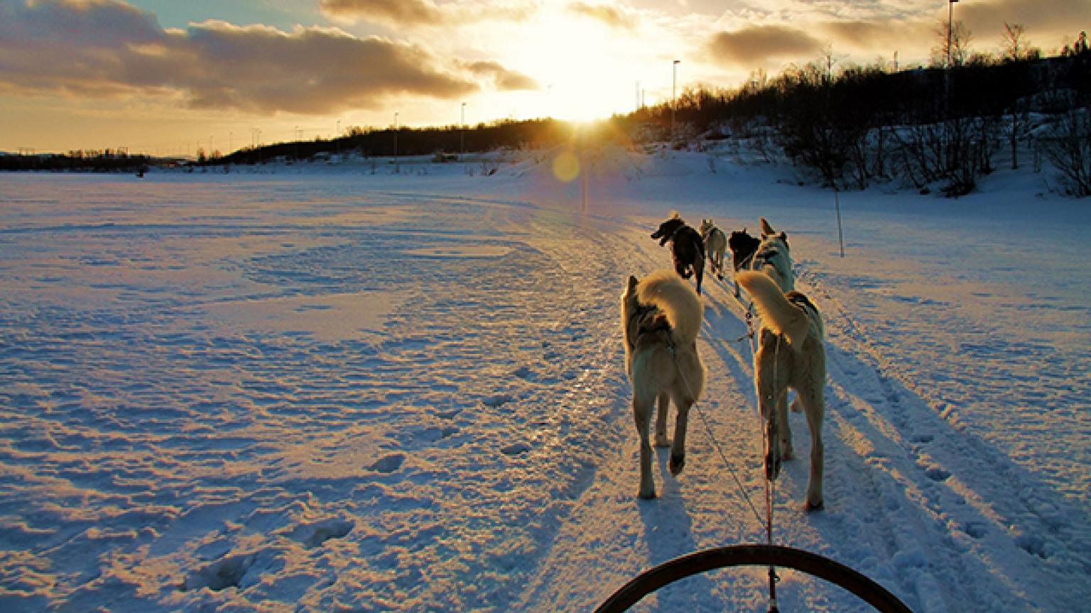  En trineo de perros por el ártico de Noruega